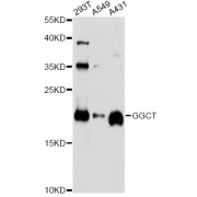 Western blot analysis of extracts of various cell lines, using GGCT antibody (abx003774) at 1/1000 dilution.