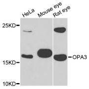 Western blot analysis of extracts of various cell lines, using OPA3 antibody (abx003811) at 1/1000 dilution.