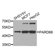 Western blot analysis of extracts of various cell lines, using PARD6B antibody (abx003865) at 1/1000 dilution.