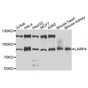 Western blot analysis of extracts of various cell lines, using LARP4 antibody (abx003909) at 1/1000 dilution.