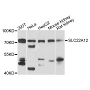 Western blot analysis of extracts of various cell lines, using SLC22A12 antibody (abx003918) at 1/1000 dilution.