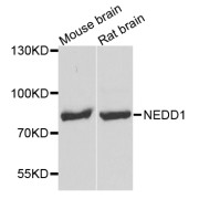 Western blot analysis of extracts of various cell lines, using NEDD1 antibody (abx003925) at 1/1000 dilution.