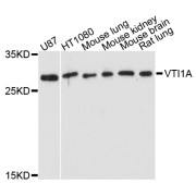 Western blot analysis of extracts of various cell lines, using VTI1A antibody (abx003955) at 1/1000 dilution.