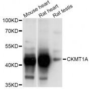 Western blot analysis of extracts of various cell lines, using CKMT1A Antibody (abx004020) at 1/1000 dilution.
