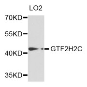 Western blot analysis of extracts of LO2 cells, using GTF2H2C antibody (abx004025) at 1/1000 dilution.