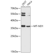 Western blot analysis of extracts of various cell lines, using MT-ND1 antibody (abx004029) at 1/1000 dilution.