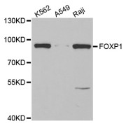 Western blot analysis of extracts of various cell lines, using FOXP1 antibody (abx004036) at 1/1000 dilution.