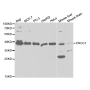 Western blot analysis of extracts of various cell lines, using ERCC1 antibody (abx004041) at 1/1000 dilution.