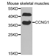 Western blot analysis of extracts of mouse skeletal muscle, using CCNG1 antibody (abx004042) at 1/1000 dilution.