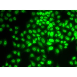 Cyclin-G1 (CCNG1) Antibody