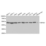 Western blot analysis of extracts of various cell lines, using EIF4A1 antibody (abx004044) at 1/1000 dilution.