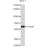 Western blot analysis of extracts of MCF-7 cells, using C10orf2 Antibody (abx004053) at 1/1000 dilution.