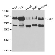 Western blot analysis of extracts of various cell lines, using CUL2 antibody (abx004058) at 1/1000 dilution.