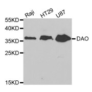 Western blot analysis of extracts of various cell lines, using DAO antibody (abx004059) at 1/1000 dilution.