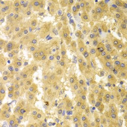 Geminin (GMNN) Antibody