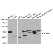 Western blot analysis of extracts of various cell lines, using NDRG2 antibody (abx004067) at 1/1000 dilution.