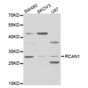 Western blot analysis of extracts of various cell lines, using RCAN1 antibody (abx004072) at 1/1000 dilution.