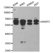 Western blot analysis of extracts of various cell lines, using BAIAP2 antibody (abx004080) at 1/1000 dilution.