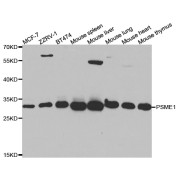 Western blot analysis of extracts of various cell lines, using PSME1 antibody (abx004099) at 1/1000 dilution.