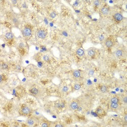 Caldesmon (CALD1) Antibody