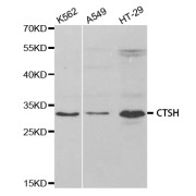 Western blot analysis of extracts of various cell lines, using CTSH antibody (abx004109) at 1/1000 dilution.