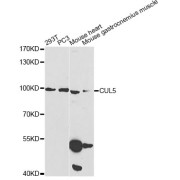 Western blot analysis of extracts of various cell lines, using CUL5 Antibody (abx004110) at 1/1000 dilution.