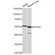 Western blot analysis of extracts of various cell lines, using GFRA1 antibody (abx004114) at 1/1000 dilution.