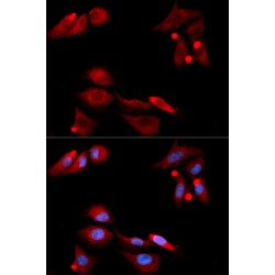 GDNF Family Receptor Alpha 1 (GFRA1) Antibody