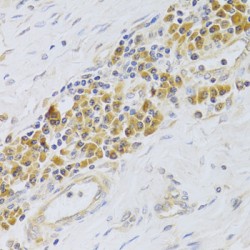 Proliferation Associated Protein 2G4 (PA2G4) Antibody