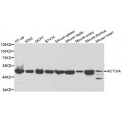 Western blot analysis of extracts of various cell lines, using ACTL6A antibody (abx004125) at 1/1000 dilution.