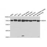 Western blot analysis of extracts of various cell lines, using ANXA6 antibody (abx004128) at 1/1000 dilution.