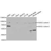 Western blot analysis of extracts of various cell lines, using ASH2L antibody (abx004130) at 1/1000 dilution.