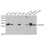 Western blot analysis of extracts of various cell lines, using CHMP2B antibody (abx004134) at 1/1000 dilution.