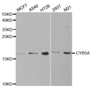 Western blot analysis of extracts of various cell lines, using CYB5A antibody (abx004136) at 1/1000 dilution.