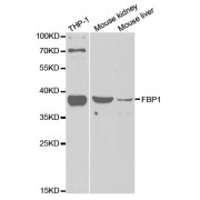 Western blot analysis of extracts of various cell lines, using FBP1 antibody (abx004141) at 1/1000 dilution.