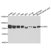 Western blot analysis of extracts of various cell lines, using GARS antibody (abx004161) at 1/5000 dilution.