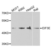 Western blot analysis of extracts of various cell lines, using EIF3E antibody (abx004170) at 1/1000 dilution.