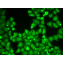 Eukaryotic Translation Initiation Factor 3 Subunit E (EIF3E) Antibody