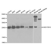 Western blot analysis of extracts of various cell lines, using HSD17B10 antibody (abx004171) at 1/1000 dilution.