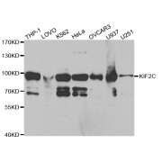 Western blot analysis of extracts of various cell lines, using KIF2C antibody (abx004172) at 1/1000 dilution.