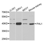 Western blot analysis of extracts of various cell lines, using FHL1 antibody (abx004180) at 1/1000 dilution.