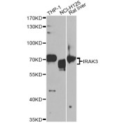 Western blot analysis of extracts of various cell lines, using IRAK3 antibody (abx004187) at 1/1000 dilution.