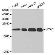 Western blot analysis of extracts of various cell lines, using LITAF antibody (abx004189) at 1/1000 dilution.