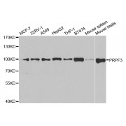 Western blot analysis of extracts of various cell lines, using PRPF3 antibody (abx004199) at 1/1000 dilution.