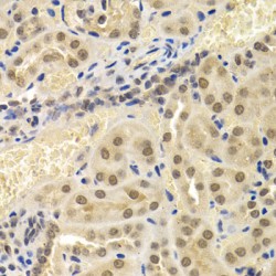 Uridine 5'-Monophosphate Synthase (UMPS) Antibody