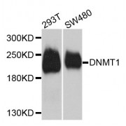 Western blot analysis of extracts of various cell lines, using Dnmt1 antibody (abx004212) at 1/1000 dilution.