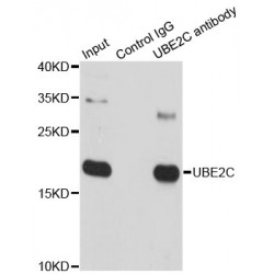 Ubiquitin Conjugating Enzyme E2C (UBE2C) Antibody