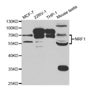 Western blot analysis of extracts of various cell lines, using NRF1 antibody (abx004247) at 1/1000 dilution.