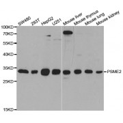 Western blot analysis of extracts of various cell lines, using PSME2 antibody (abx004261) at 1/1000 dilution.