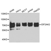 Western blot analysis of extracts of various cell lines, using Eif2ak2 antibody (abx004270) at 1/1000 dilution.